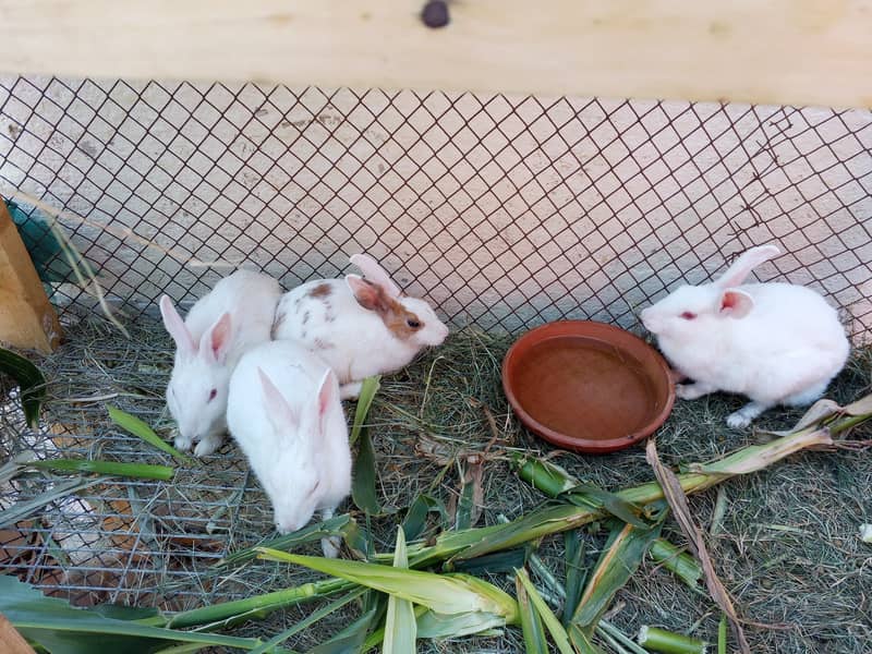 Rabbits 0