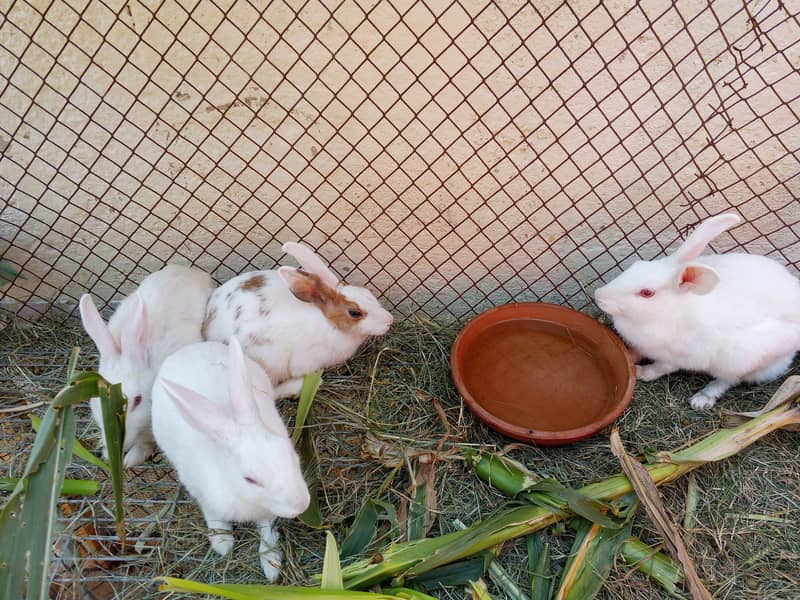 Rabbits 1