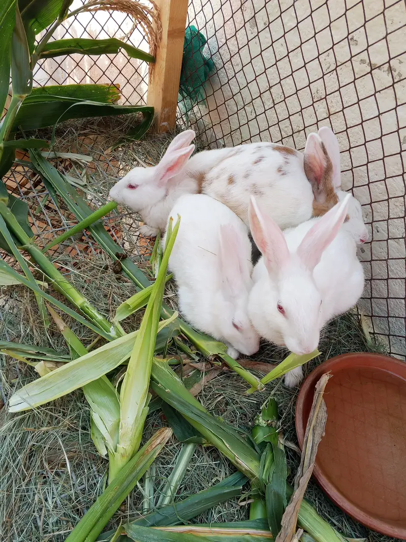 Rabbits — photo 3