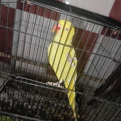 yellow ring nek female