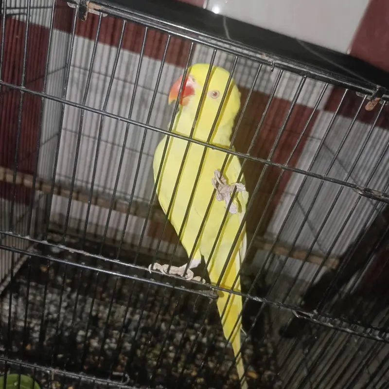 yellow ring nek female