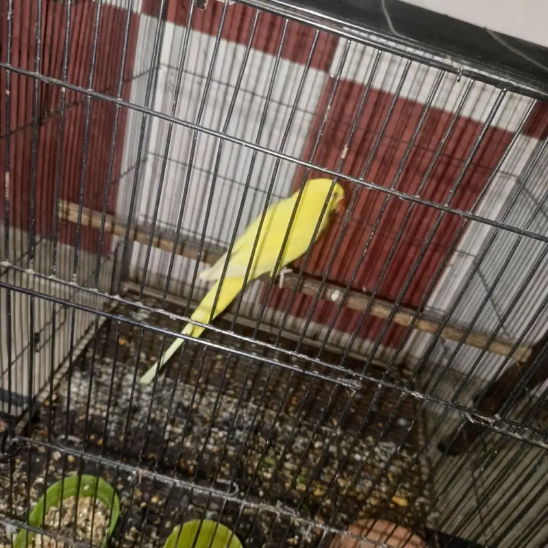 yellow ring nek female — photo 2