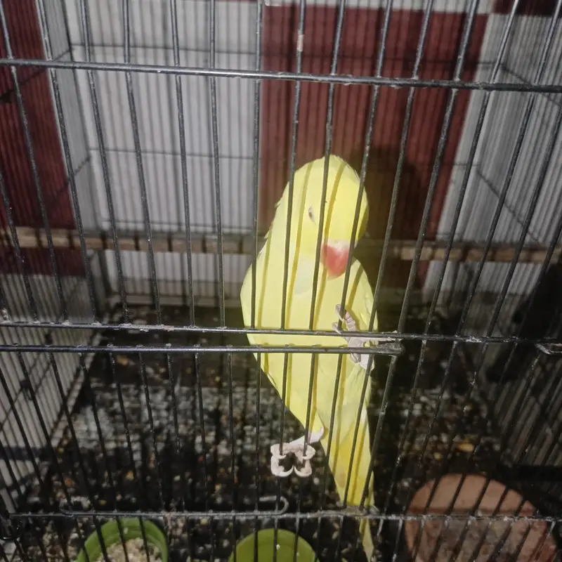 yellow ring nek female — photo 3