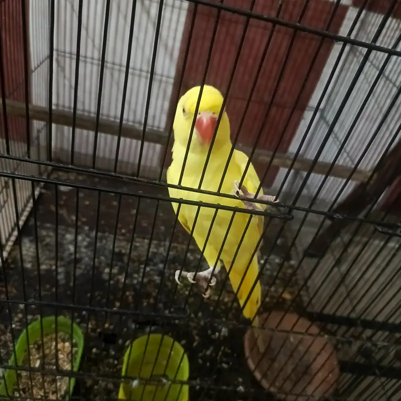 yellow ring nek female — photo 4
