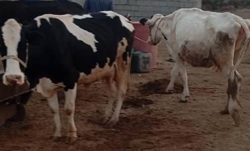 friesion sahiwal cross / jersi /sahiwal/local or imported cows , heife