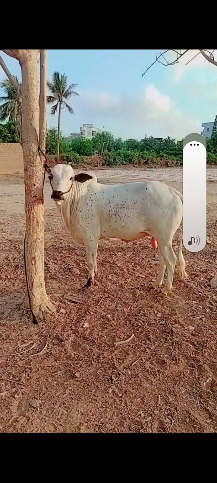 fath jangi 1