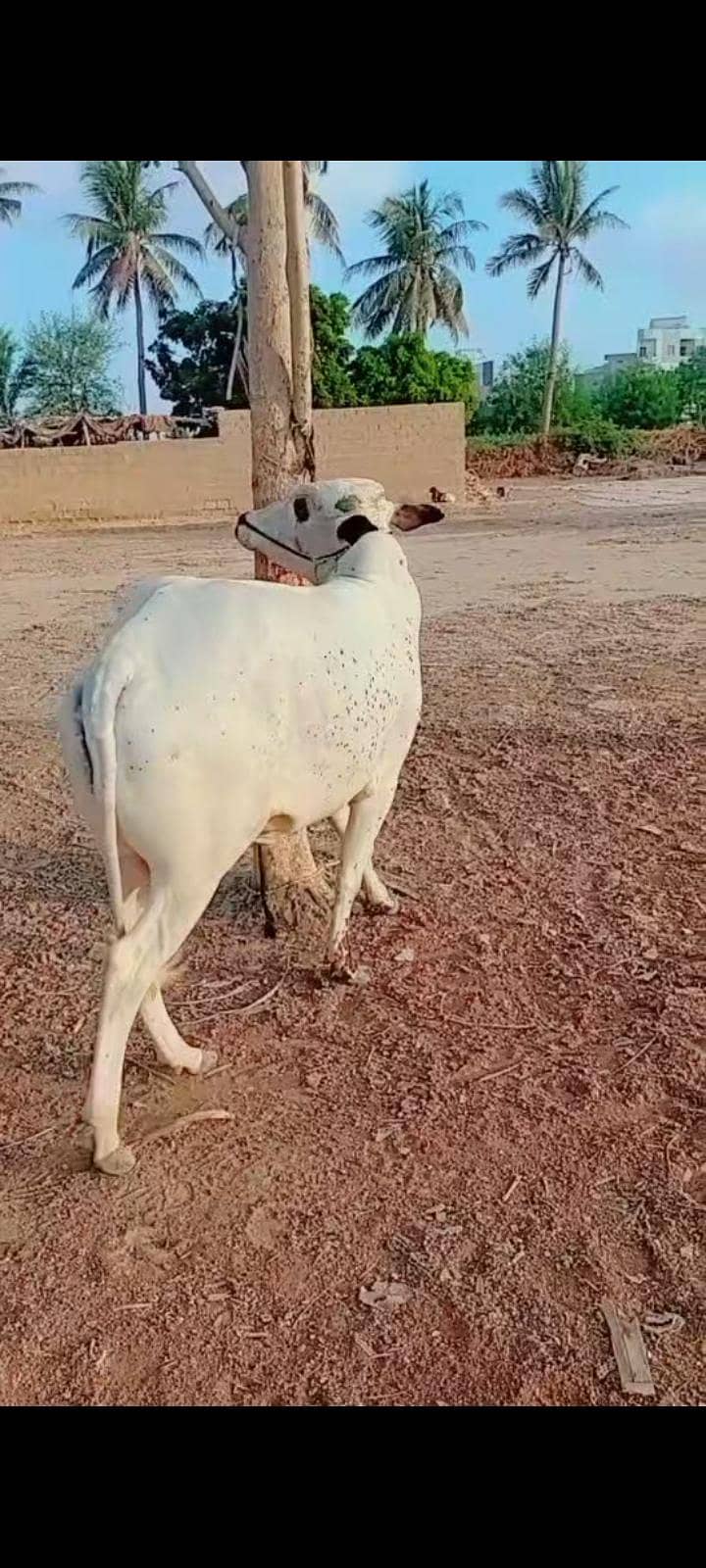 fath jangi 2