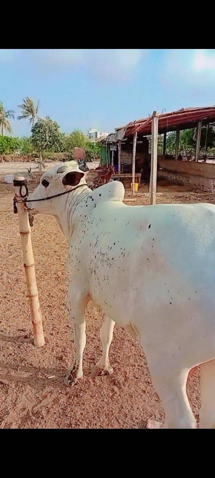 fath jangi 3