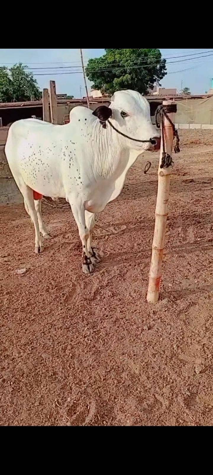 fath jangi 4