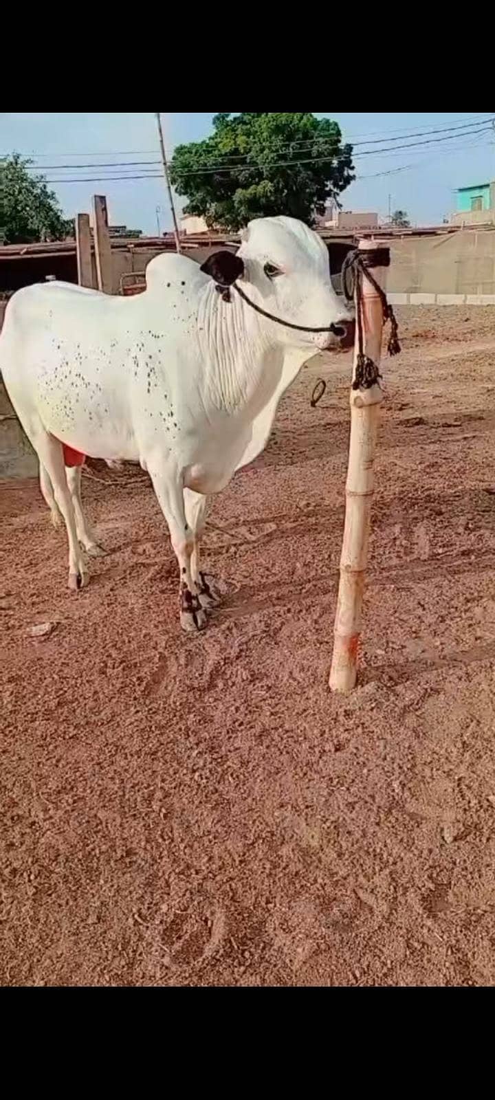 fath jangi 5