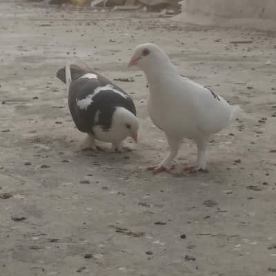 King size sherazi pigeon for sale