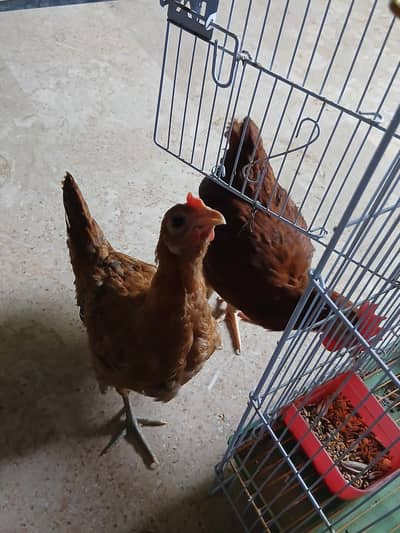 desi murghi pair