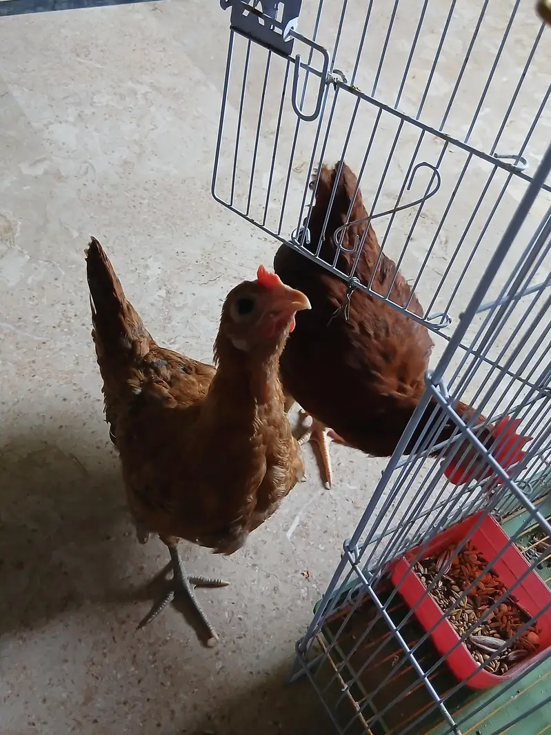 desi murghi pair