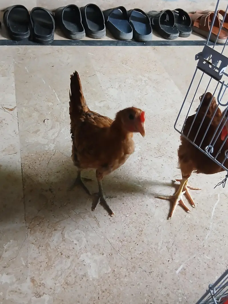 desi murghi pair — photo 2