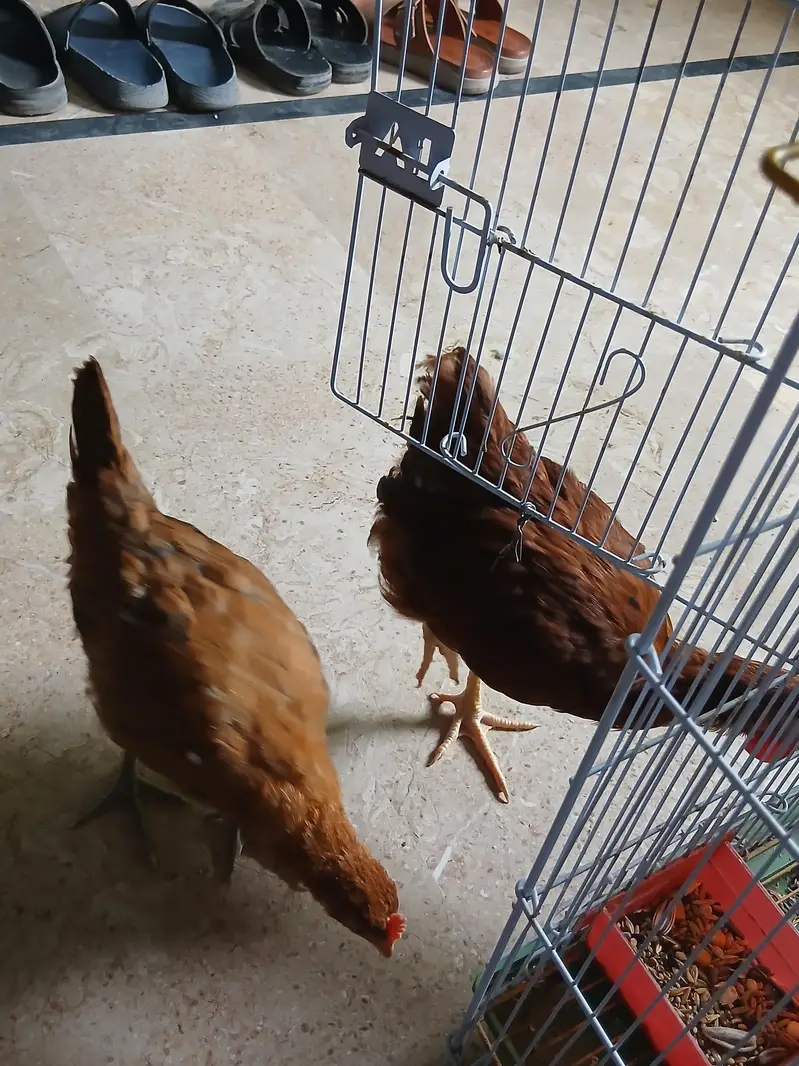 desi murghi pair — photo 5