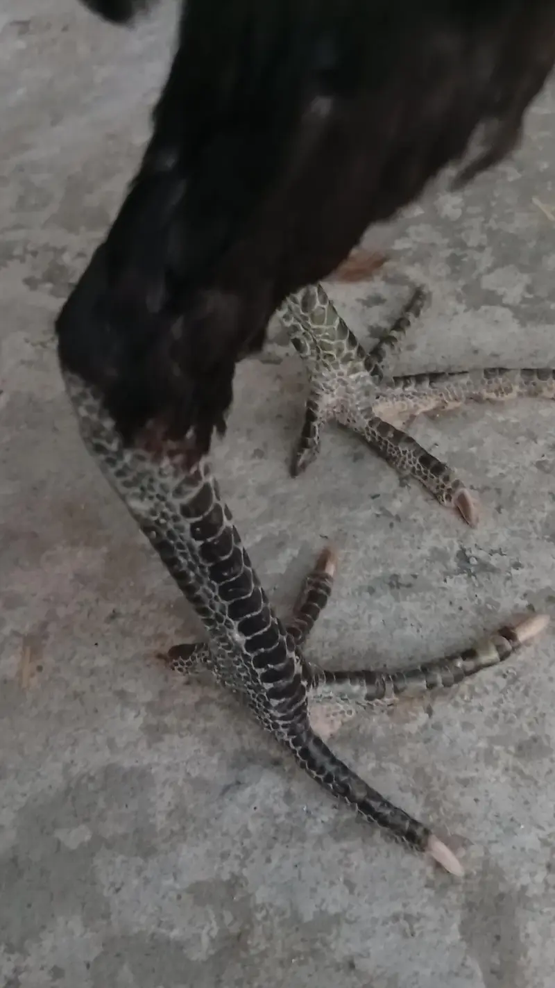3 sey 3.5 Saal Ka Raw Male or female Breeder pair — photo 9