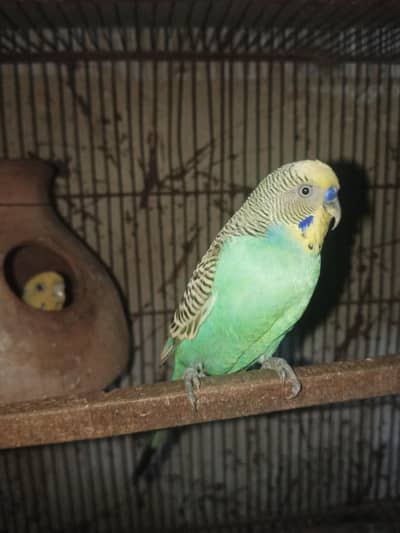 Some birds For sale