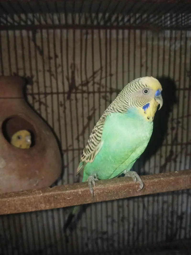 Some birds For sale