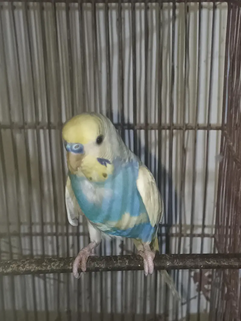 Some birds For sale — photo 2