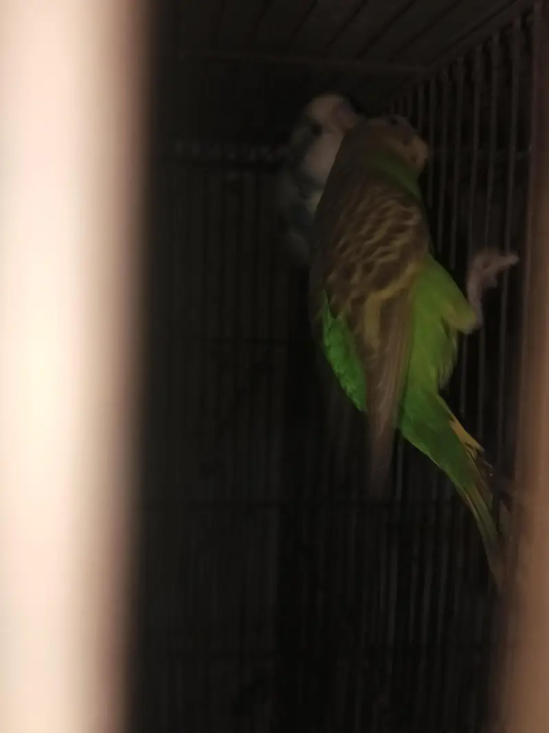 Some birds For sale — photo 3