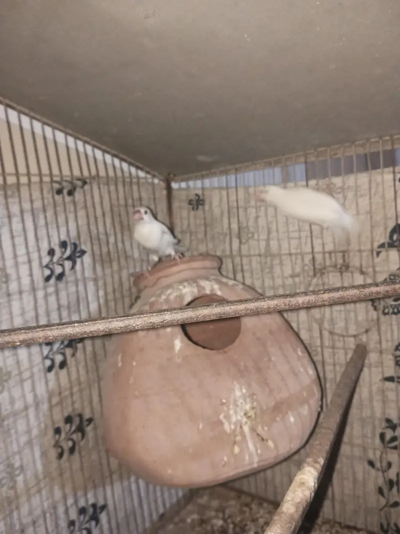 Some birds For sale — photo 4