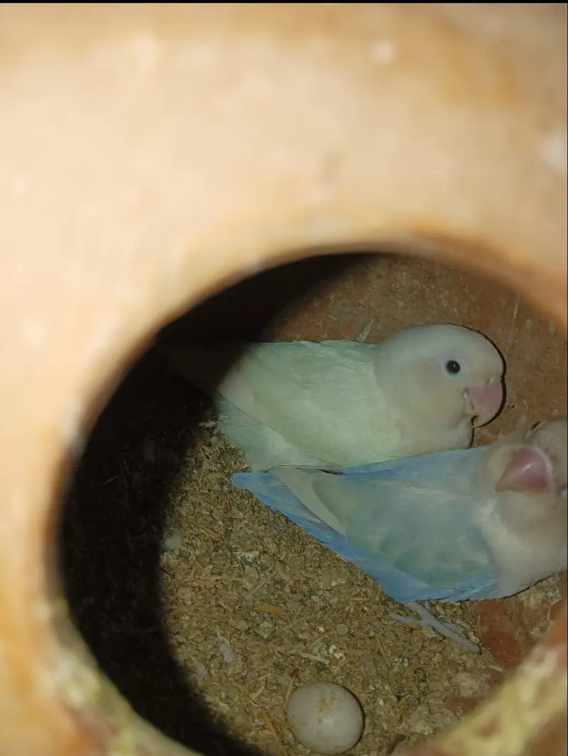 Some birds For sale — photo 5