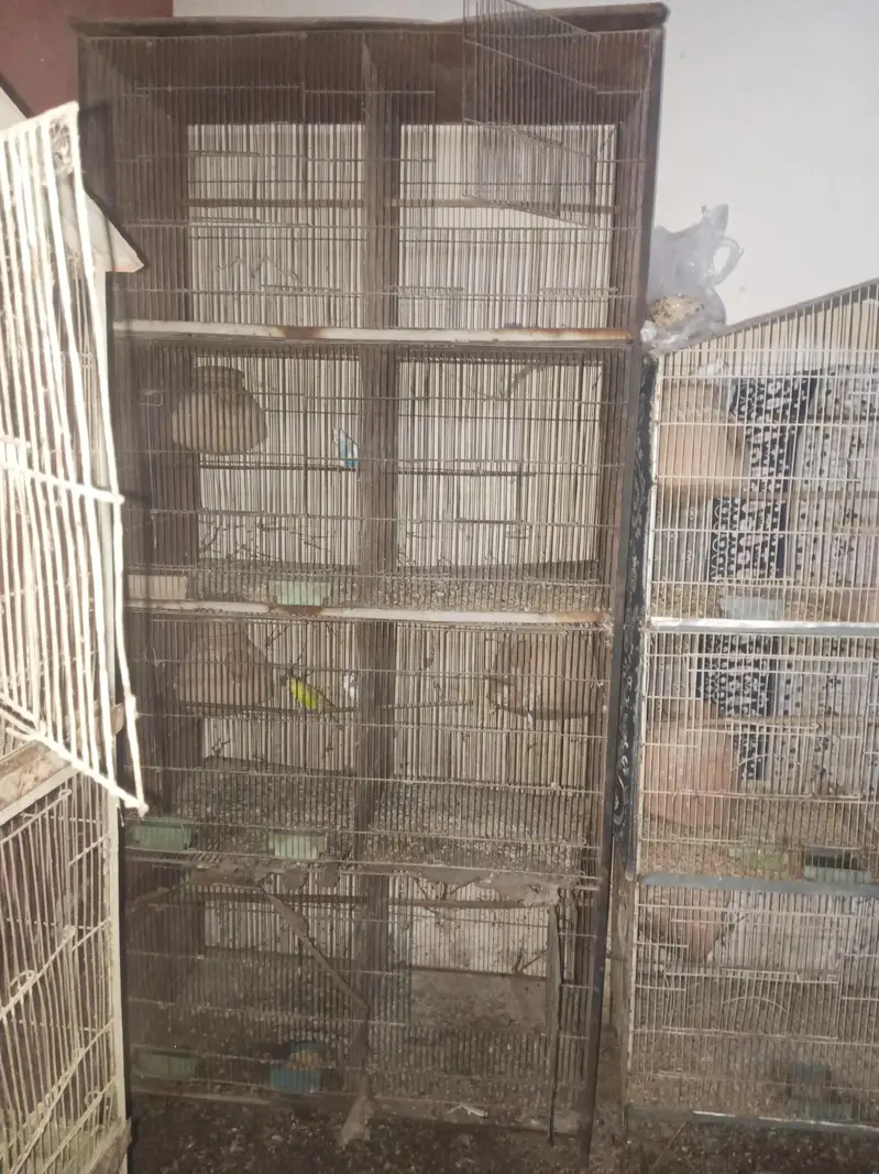 Some birds For sale — photo 6