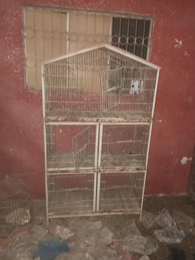 Some birds For sale — photo 7
