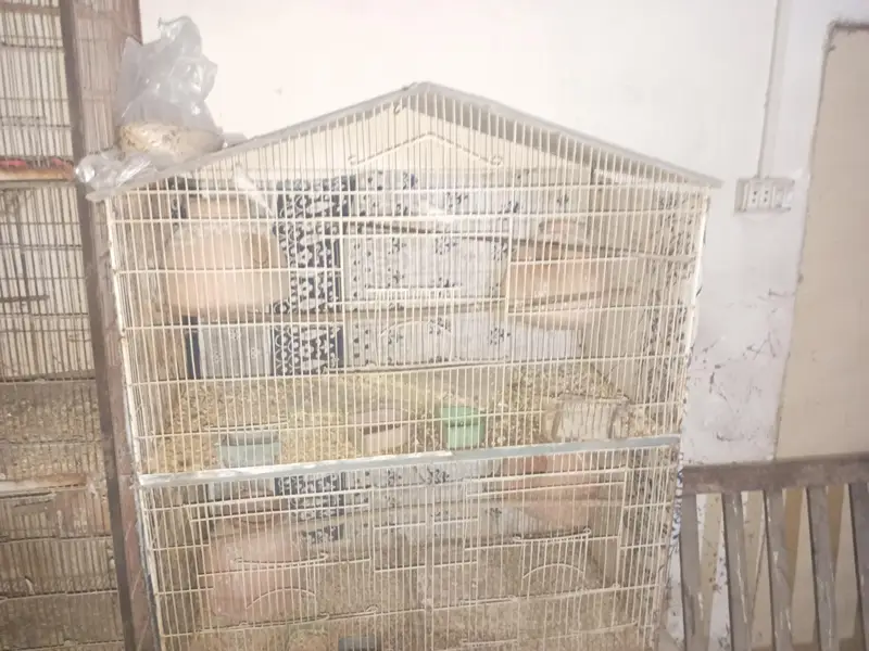 Some birds For sale — photo 8