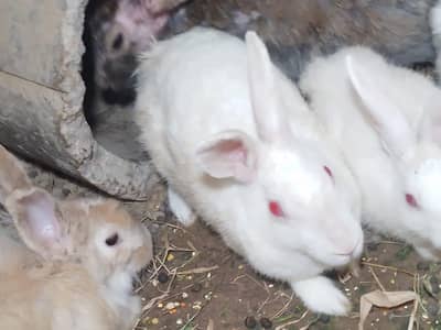 Red eyes breeder pair