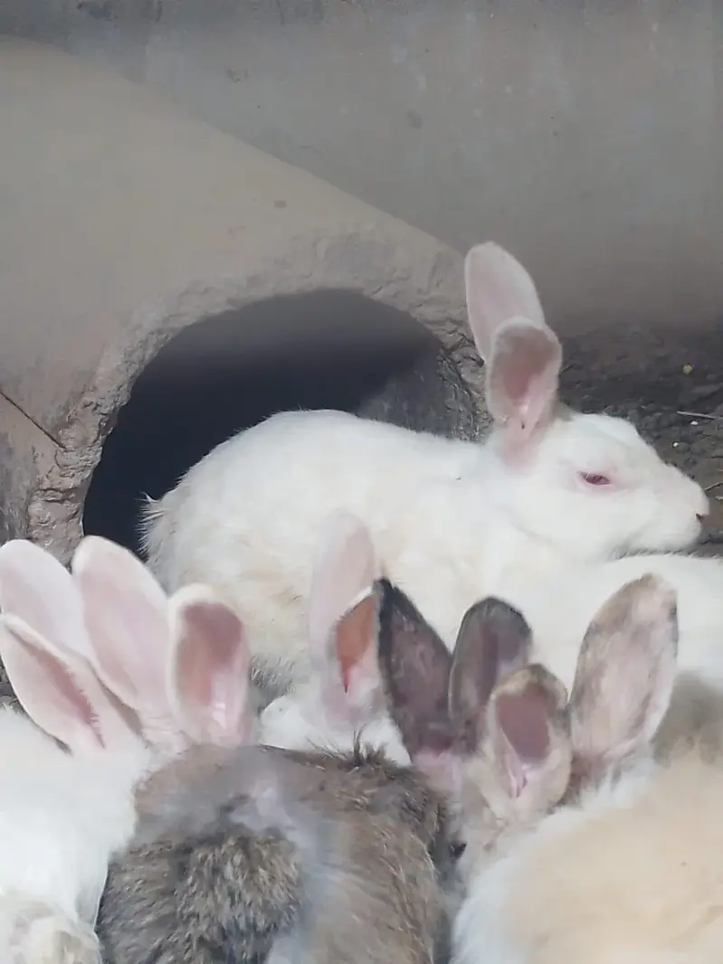 Red eyes breeder pair — photo 2