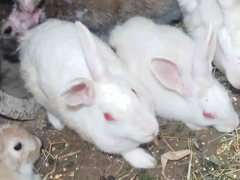 Red eyes breeder pair — photo 3