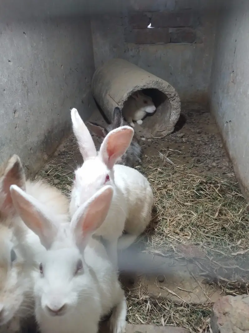 Red eyes breeder pair — photo 4
