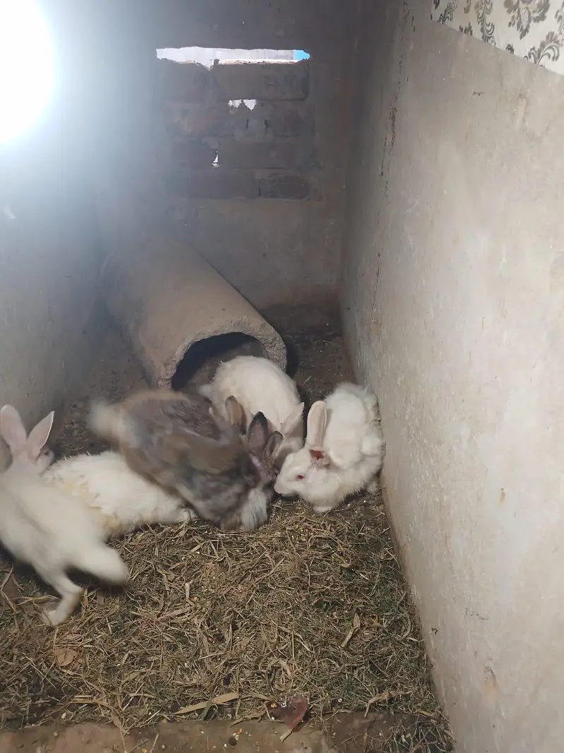 Red eyes breeder pair — photo 5