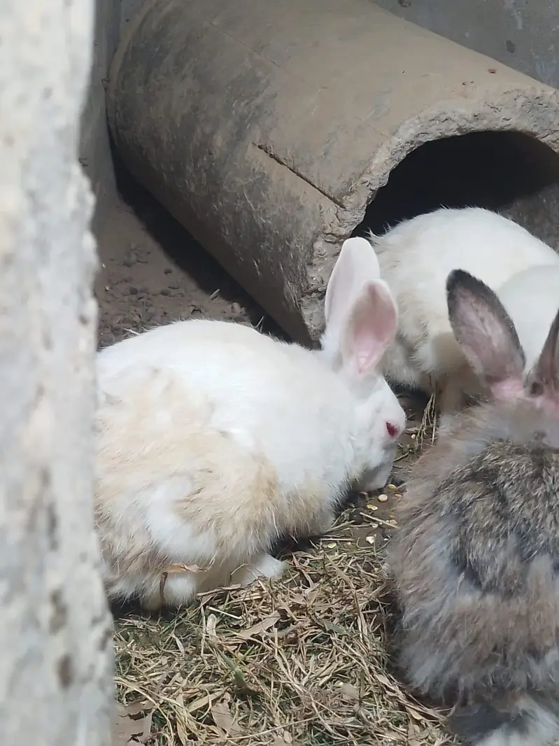 Red eyes breeder pair — photo 6
