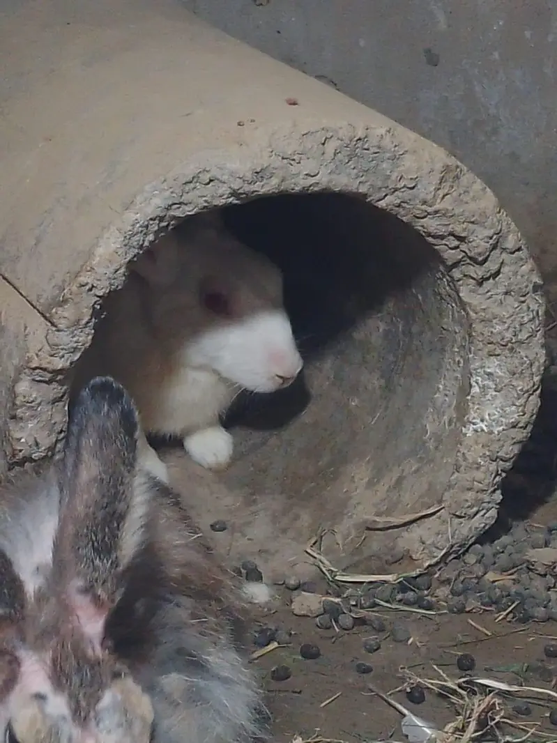 Red eyes breeder pair — photo 8