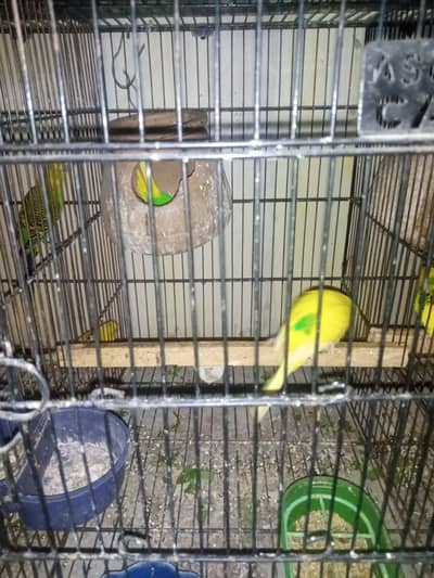breeder pair