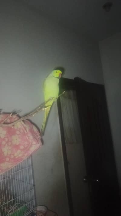 face to face talking parrot
