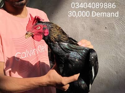 Aseel for Sale