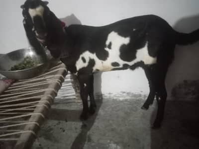 Qurbani k leay2027