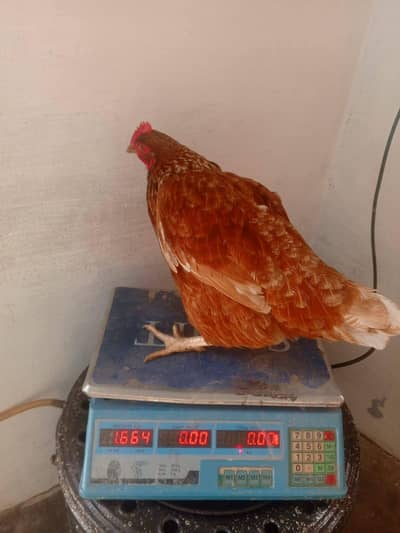 lohman brown hens