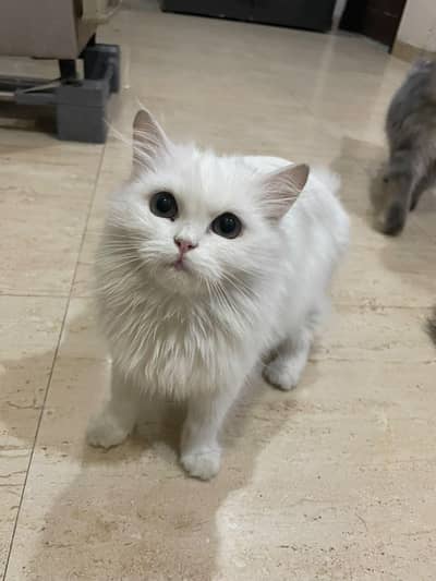 Kitten