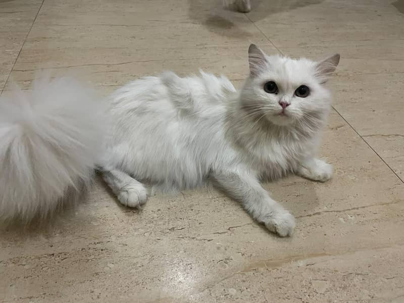Kitten 1