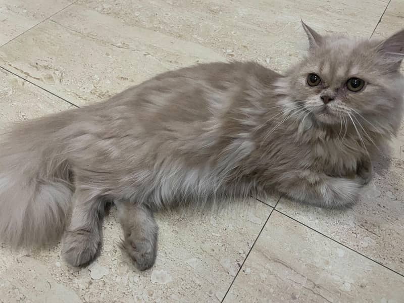 Kitten 2