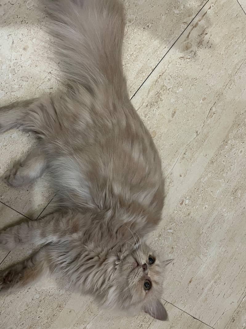 Kitten 3