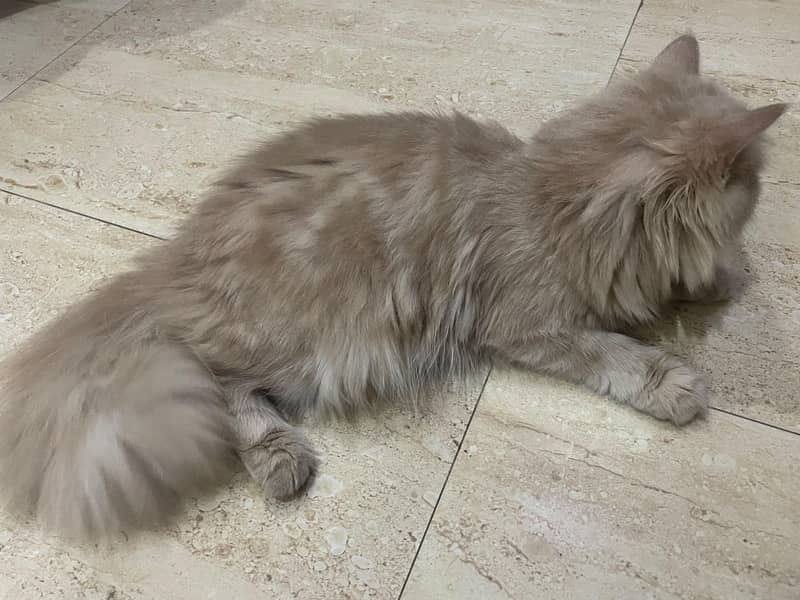 Kitten 4