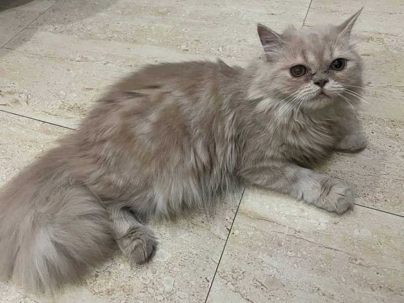 Kitten 5