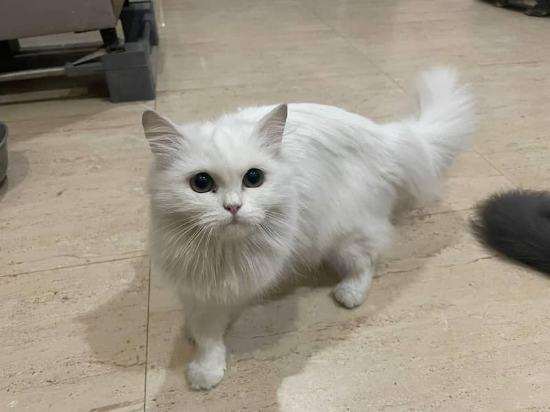Kitten 6