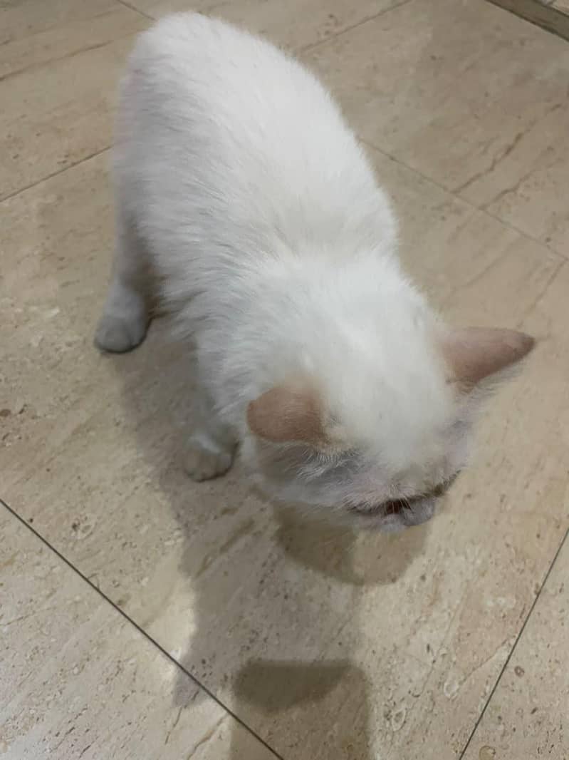 Kitten 7