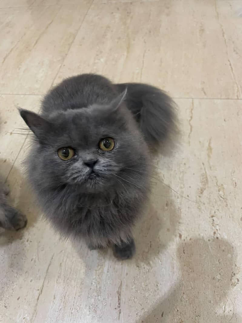Kitten 8